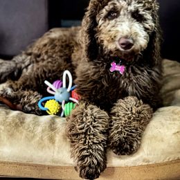 Double Doodle and Goldendoodle All Grown Up from Patterson Doodles