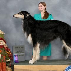 Borzois from Pagosa Borzoi