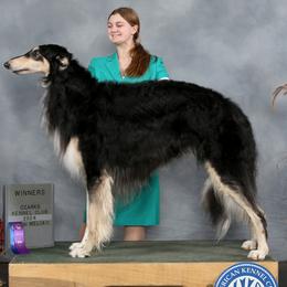 Borzois from Pagosa Borzoi