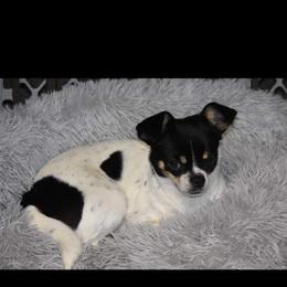 Gracie - Chihuahua