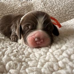 Orange Boy - Liver white and tan male English Springer Spaniel puppy in Cleburne, Texas from Powers English Springer Spaniels