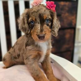 Ivy - Red merle female Aussiedoodle puppy in Prescott Valley, Arizona from Ramirez Family Doodles