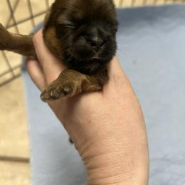 Boy 4 - Chocolate and tan male Shih Tzu puppy in Texarkana, Texas from Buttons and Bows AKC Shih Tzu’s