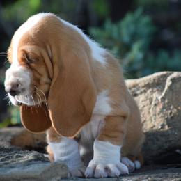 Vader - Mahogany and white male Basset Hound puppy in Springfield, Missouri from Baylee’s Bassets