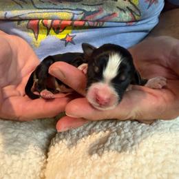 Athena - Tri-color female Bernedoodle puppy in Ferguson, North Carolina from Elevated Standards NC