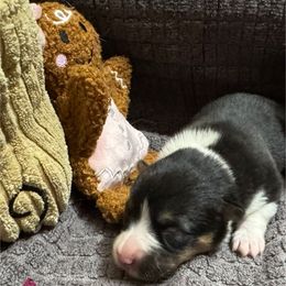 Belle - Black and tan female Pembroke Welsh Corgi puppy in Nortonville, Kansas from Low Riders Corgis & Mini Aussies