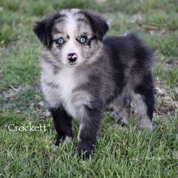 Crockett - Blue merle male Miniature Australian Shepherd puppy in Evant, Texas from Lazy VT Bar Ranch