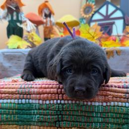 Dark pink - Chocolate female Labrador Retriever puppy in Heath Springs, South Carolina from Rich Hill Retrievers