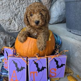 Fern - Red  male Poodle puppy in Blackfoot, Idaho from Draper Mountain Doodles