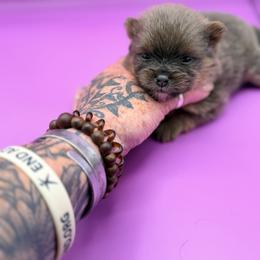 Lilly - Lavender female Pomeranian puppy in Brandon, Vermont from Poms All Day