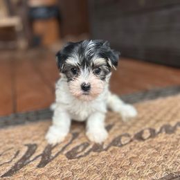 Noel - Black & tan tri-color female Morkie puppy in Oakland, Kentucky from Imperial Dogs