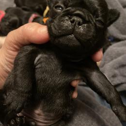 REMI   Orange boy 4 - Black male Pug puppy in Onalaska, Washington from Cupid’s Pugs
