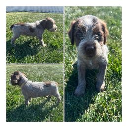 Hunter - Wirehaired Pointing Griffon puppy in Jerome, Idaho from Double R Griffons