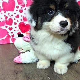 Henry - Black and white male American Corgi puppy in Mansfield, Ohio from Moonrise corgis
