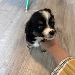 Lucy - Black tri Miniature Australian Shepherd puppy in Saint Cloud, Minnesota from Minnesota House of Hounds