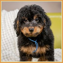 Fiyero - Black and tan male Cockapoo puppy in Connersville, Indiana from Deaz Doodle Ranch
