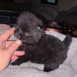 Noirella - Black female Pomeranian puppy in East Mountain, Texas from Fairchild Fancy Pomeranians and Coachella Pomeranians