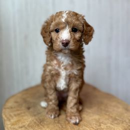 Gnocchi - Red female Assorted Doodle Crosses puppy in Arlington, Washington from Doodle Love Laugh
