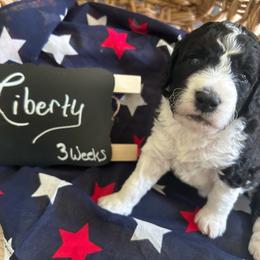Liberty - Black and white female Aussiedoodle puppy in Eastland, Texas from H5 Mini Doodles