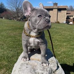 French Bulldogs from BlueCairo Frenchies