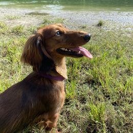Bailey - Dachshund