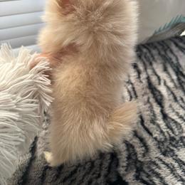 Channel - Cream female Pomeranian puppy in Grand Prairie, Texas from D’ Pomlovers