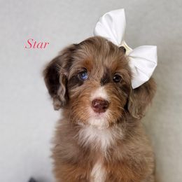 Star - Chocolate merle female Bernedoodle puppy in Williamson, New York from Lakeside Doodles