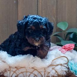 Sage - Black and tan male Cavapoo puppy in Fairfield, Illinois from Positively Doodles
