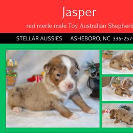 Jasper - Red merle male Toy Australian Shepherd puppy in Asheboro, North Carolina from Stellar Aussies