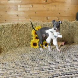 Bianca Male 1 - Blue male Italian Greyhound puppy in Sparta Tn And Caryville Fl, Tennessee from Summerwind Kennel