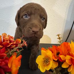 Orange - Dark brown male Chesapeake Bay Retriever puppy in Lewiston, Utah from Bellus Chesapeakes