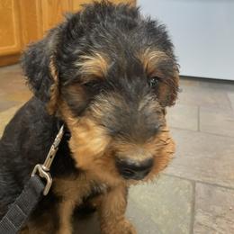 Boy 5 - male Airedale Terrier puppy in Anderson, California from Airedales of Myriad Ranch