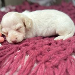 Champagne - Cream female Dachshund puppy in Decatur, Mississippi from KP Dachshunds