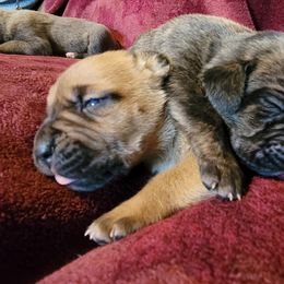 Cane Corso Puppies from Red Wood Cane Corso