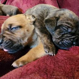 Cane Corso Puppies from Red Wood Cane Corso