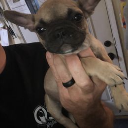 French Bulldog Puppies from 805 Founding Frenchies