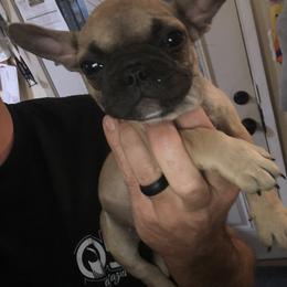 French Bulldog Puppies from 805 Founding Frenchies