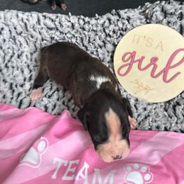 Girl 1 - Brindle female Boxer puppy in Lakeland, Florida from Cote's Boxers