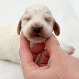 Female 2 - Dapple Dachshund puppy in Moses Lake, Washington from Evergreendox Dachshunds