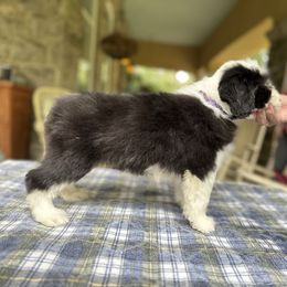 Bearded Collie and Border Collie Puppies from Beloved Bearded & Border Collies