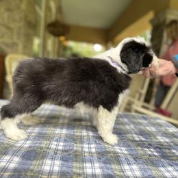Bearded Collie and Border Collie Puppies from Beloved Bearded & Border Collies