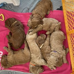 Poodle Puppies from FurEver Poodles