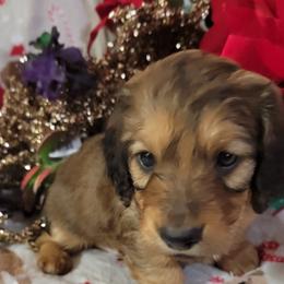 Dachshund Puppies from CLARK'S BREEDING PROGRAM