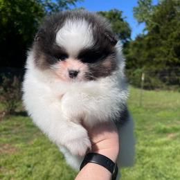 Boy 1 - Blue parti male Pomeranian puppy in Newalla, Oklahoma from Classy Poms