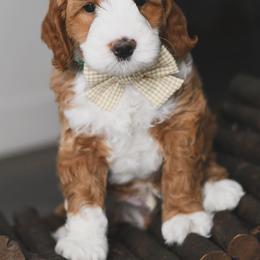 Australian Labradoodle Puppies from Snooze and Sniff Labradoodles