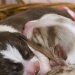 Australian Shepherds from Cobler Farms