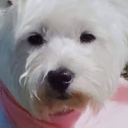 West Highland White Terriers from Dixieland Westies