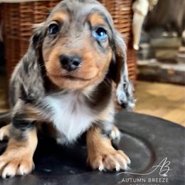 Boy 1 - Black and tan male Dachshund puppy in Clever, Missouri from Autumn Breeze Dachshunds