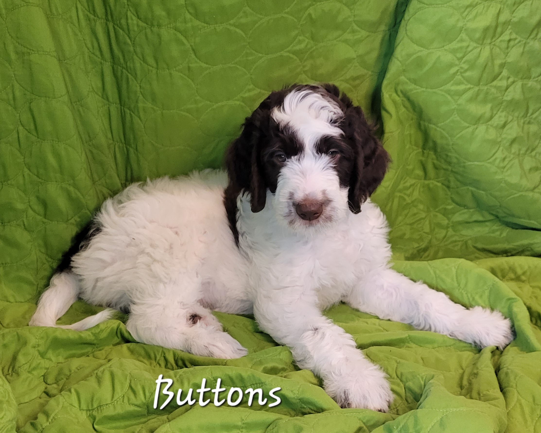 Buttons - White and liver Springerdoodle puppy in Bradenton, Florida from Springerdoodles of Florida