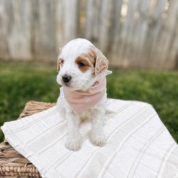 Blueberry - Parti male Goldendoodle puppy in Russell Springs, Kentucky from Milk & Honey Doodles